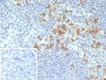 CD38 (ADP Ribosyl Cyclase I) Antibody in Immunohistochemistry (Paraffin) (IHC (P))