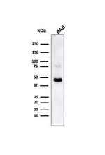 CD38 (ADP Ribosyl Cyclase I) Antibody in Western Blot (WB)