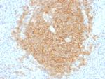 CD40/TNFRSF5/CD40L-Receptor Antibody in Immunohistochemistry (Paraffin) (IHC (P))