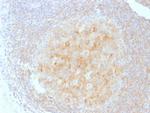 CD40/TNFRSF5/CD40L-Receptor Antibody in Immunohistochemistry (Paraffin) (IHC (P))