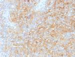 CD40/TNFRSF5/CD40L-Receptor Antibody in Immunohistochemistry (Paraffin) (IHC (P))