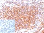CD40/TNFRSF5/CD40L-Receptor Antibody in Immunohistochemistry (Paraffin) (IHC (P))
