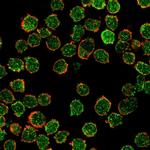 CREB5/CRE-BPa Antibody in Immunocytochemistry (ICC/IF)