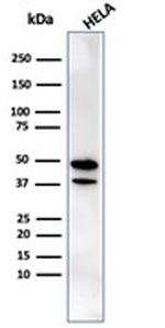 CREB5/CRE-BPa Antibody in Western Blot (WB)