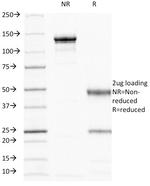 CD44/HCAM Std (Cancer Stem Cell Marker) Antibody in SDS-PAGE (SDS-PAGE)