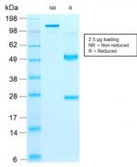 CD44v9 Antibody in SDS-PAGE (SDS-PAGE)