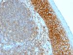 CD44/HCAM Std Antibody in Immunohistochemistry (Paraffin) (IHC (P))