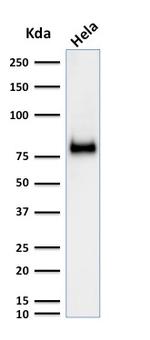 CD44/HCAM Std Antibody in Western Blot (WB)