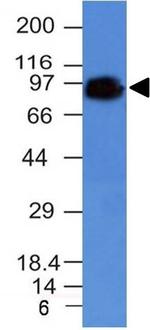 CD44/HCAM Std (Cancer Stem Cell Marker) Antibody in Western Blot (WB)