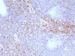 CD44 Antibody in Immunohistochemistry (Paraffin) (IHC (P))