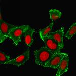 CD44/HCAM Std Antibody in Immunocytochemistry (ICC/IF)