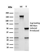 CD44v4 Antibody in SDS-PAGE (SDS-PAGE)