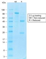 CD44v4 Antibody in SDS-PAGE (SDS-PAGE)