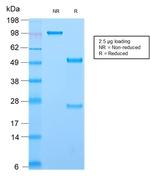 CD44/HCAM Std. Antibody in SDS-PAGE (SDS-PAGE)