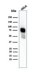 CD44/HCAM Std. Antibody in Western Blot (WB)