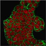 CD47/IAP (Integrin Associated Protein) Monoclonal Antibody (B6H12.2)