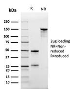 CD47/IAP (Integrin Associated Protein) Antibody in SDS-PAGE (SDS-PAGE)