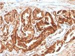 CD47/IAP (Integrin Associated Protein) Monoclonal Antibody (CD47/2937), Biotin