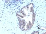 CD47/IAP (Integrin Associated Protein) Antibody in Immunohistochemistry (Paraffin) (IHC (P))