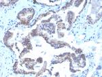 CD47/IAP (Integrin Associated Protein) Monoclonal Antibody (CD47/3019), Biotin