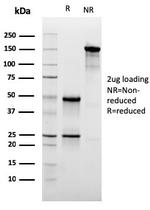 CD47/IAP (Integrin Associated Protein) Antibody in SDS-PAGE (SDS-PAGE)