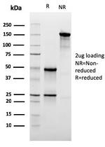 CD47/IAP (Integrin Associated Protein) Antibody in SDS-PAGE (SDS-PAGE)