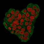 CD47/IAP (Integrin Associated Protein) Antibody in Immunocytochemistry (ICC/IF)