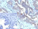CD47/IAP (Integrin Associated Protein) Antibody in Immunohistochemistry (Paraffin) (IHC (P))