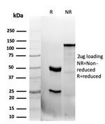 CD47/IAP (Integrin Associated Protein) Antibody in SDS-PAGE (SDS-PAGE)