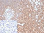 CD48 (Pan Leukocyte Marker) Recombinant Mouse Monoclonal Antibody (rCD48/8676)