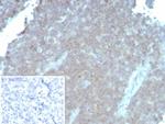 CD48 (Pan Leukocyte Marker) Recombinant Mouse Monoclonal Antibody (rCD48/8834)