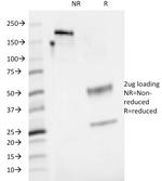 CD48 (Pan Leukocyte Marker) Antibody in SDS-PAGE (SDS-PAGE)