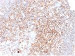CD48 (Pan Leukocyte Marker) Antibody in Immunohistochemistry (Paraffin) (IHC (P))