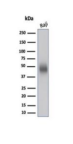 CD48 (Pan Leukocyte Marker) Antibody in Western Blot (WB)