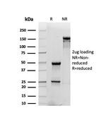 CD48 (Pan Leukocyte Marker) Antibody in SDS-PAGE (SDS-PAGE)