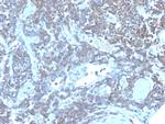 CD48 (Pan Leukocyte Marker) Monoclonal Antibody (CD48/4784)