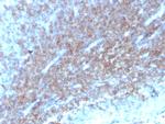 CD48 (Pan Leukocyte Marker) Antibody in Immunohistochemistry (Paraffin) (IHC (P))