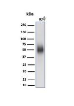 CD48 (Pan Leukocyte Marker) Antibody in Western Blot (WB)