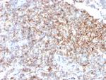 CD48 (Pan Leukocyte Marker) Antibody in Immunohistochemistry (Paraffin) (IHC (P))