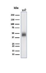 CD48 (Pan Leukocyte Marker) Antibody in Western Blot (WB)