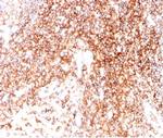 CD48 (Pan Leukocyte Marker) Antibody in Immunohistochemistry (Paraffin) (IHC (P))