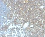 CD48 (Pan Leukocyte Marker) Monoclonal Antibody (CD48/4786)