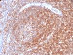CD48 (Pan Leukocyte Marker) Monoclonal Antibody (CD48/4787)