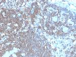 CD48 (Pan Leukocyte Marker) Antibody in Immunohistochemistry (Paraffin) (IHC (P))