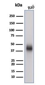 CD48 (Pan Leukocyte Marker) Antibody in Western Blot (WB)