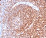 CD48 (Pan Leukocyte Marker) Antibody in Immunohistochemistry (Paraffin) (IHC (P))
