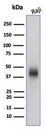 CD48 (Pan Leukocyte Marker) Antibody in Western Blot (WB)