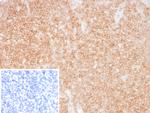 CD48 (Pan Leukocyte Marker) Recombinant Rabbit Monoclonal Antibody (CD48/8360R)