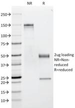 CD53 (TSPAN25) Monoclonal Antibody (63-5A3)