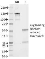 CD53 (TSPAN25) Monoclonal Antibody (161-2)